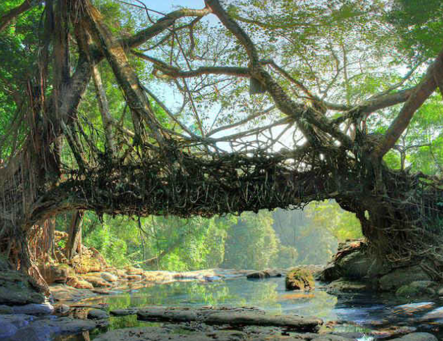 Assam Meghalaya Dubai Tour | Bestination Holidays