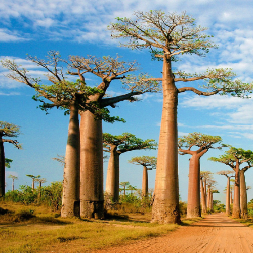 Madagascar Dubai Tour | Bestination Holidays