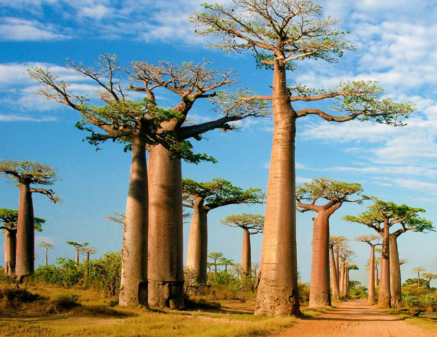 Madagascar Dubai Tour | Bestination Holidays