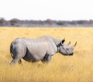 Dubai Nairobi kenya Tour | Bestination Holidays