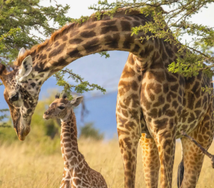 Dubai Nairobi kenya Tour | Bestination Holidays