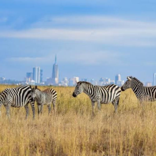 Dubai Nairobi kenya Tour | Bestination Holidays