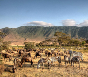 Dubai Africa Tour | Bestination Holidays