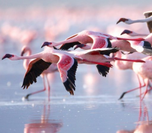 Dubai Africa Tour | Bestination Holidays
