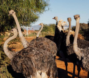 Dubai Africa Tour | Bestination Holidays