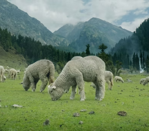 Dubai Kashmir Tour | Bestination Holidays