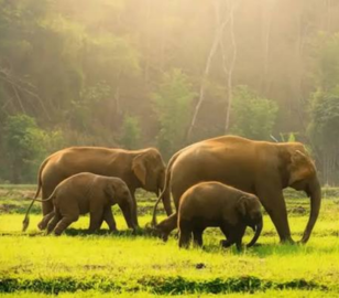 Dubai Thekkady Tour | Bestination Holidays