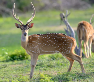 Dubai Thekkady Tour | Bestination Holidays