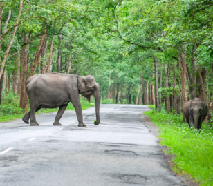 Dubai Wayanad Tour | Bestination Holidays